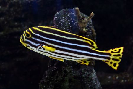 Tropical  fish №7の写真素材