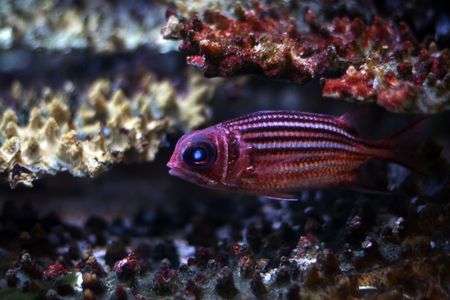 Tropical  fish №10の写真素材