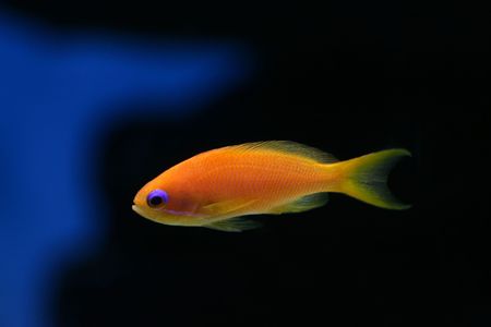 Tropical fish &#8470;14の写真素材