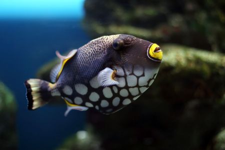 Tropical fish №28