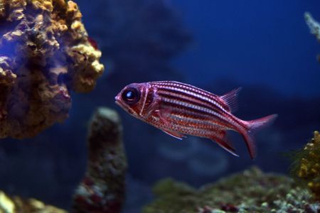 tropical fish № 31の写真素材