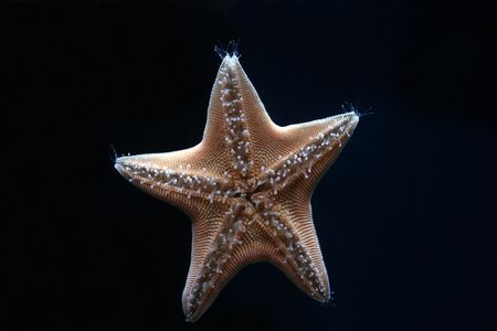 	starfishの写真素材