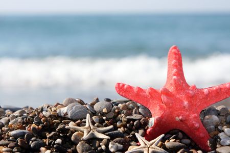 Starfish on a background of the dark blue seaの写真素材