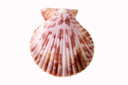 sea shell 4