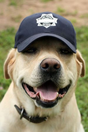 	labrador in a capの写真素材