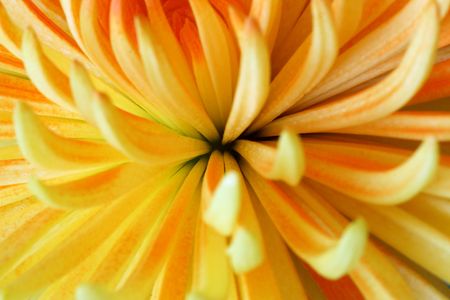 Yellow flower close upの写真素材