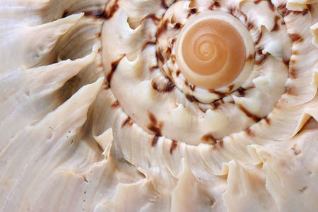 sea shell close-up