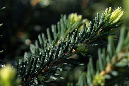 Fur-tree branch with drops close up