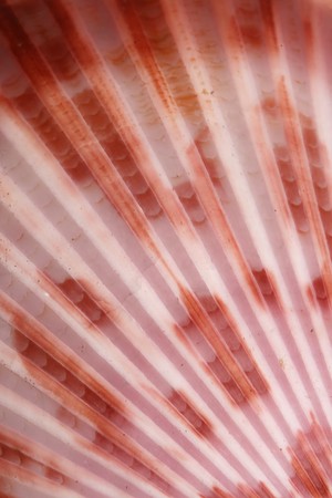 sea shell close-up can be used as a backgroundの写真素材