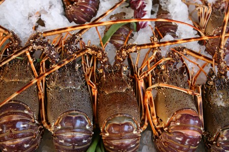 Fresh lobsters lie on iceの写真素材