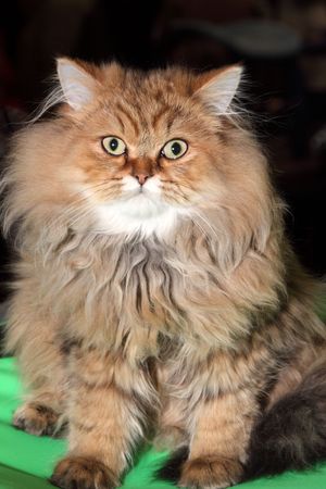 redheaded catの写真素材