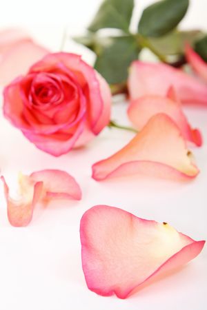  Closeup of pink roseの写真素材