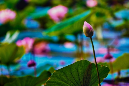 Pink Lotus Awakeningの写真素材