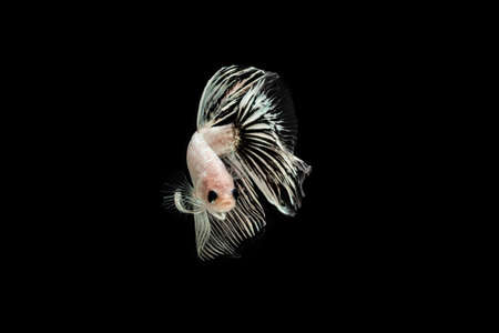 Betta Fish halfmoon in isolated black backgroundの写真素材