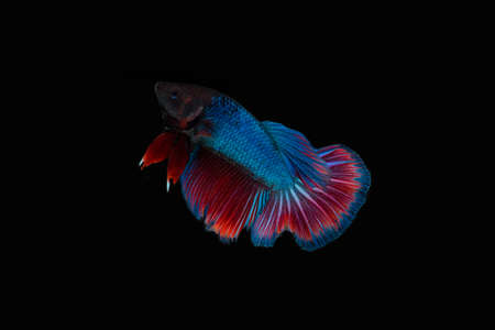 Betta Fish halfmoon in isolated black backgroundの写真素材
