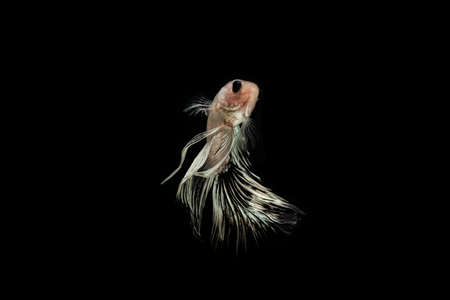 Betta Fish halfmoon in isolated black backgroundの写真素材