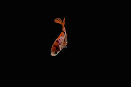 Betta Fish halfmoon in isolated black backgroundの写真素材
