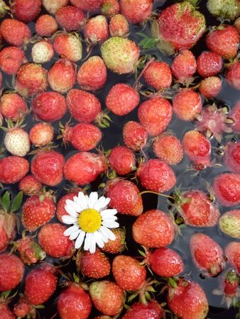 washing ugly strawberries in a basin of waterの写真素材