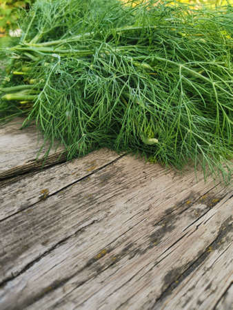 fresh green dill lies on a old wooden tableの写真素材
