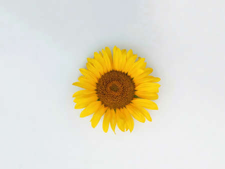 lonely sunflower head on a light background