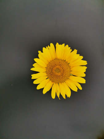 lonely sunflower head on a dark backgroundの写真素材