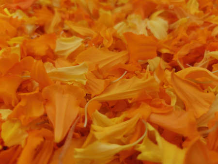 Full Frame shot of orange flower petalsの写真素材