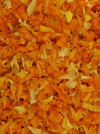 Full Frame shot of orange flower petalsの写真素材