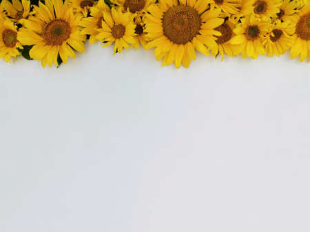 sunflower flowers in the form of a top edge on a light background