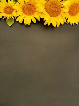 sunflower flowers in the form of a top edge on a dark backgroundの写真素材