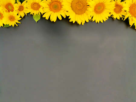 sunflower flowers in the form of a top edge on a dark backgroundの写真素材