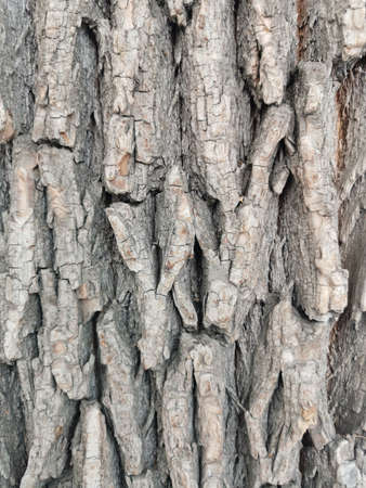 brown background texture of big tree barkの写真素材