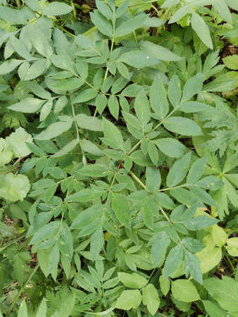 green leaves of edible spring useful herbs aegopodium , nature background.