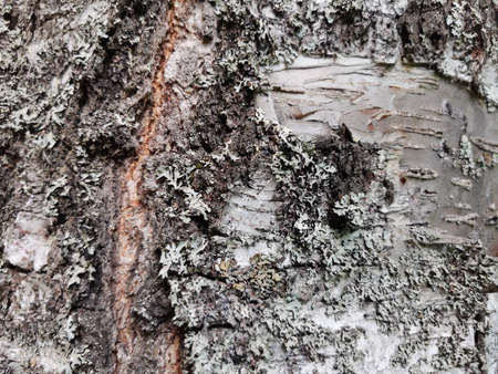 Rough texture of natural large tree barkの写真素材