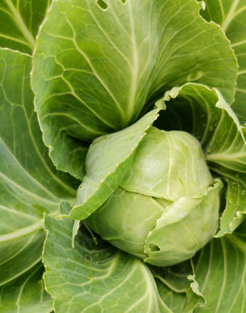 fresh green cabbage roll close-up full frameの写真素材