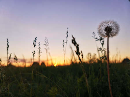 beautiful sunset in the field through silhouettes of grass and dandelionの写真素材