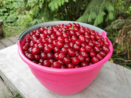 a bowl, bucket of ripe fresh red cherries stands on a wooden bench.