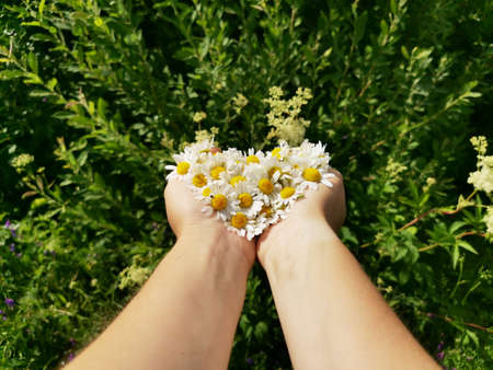Daisies in womens hands against the background of green grassの写真素材