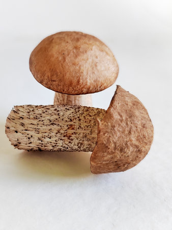 raw fresh birch mushrooms on a white background