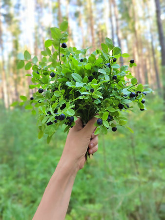 bushes of wild blueberries with ripe berries holding a handの写真素材