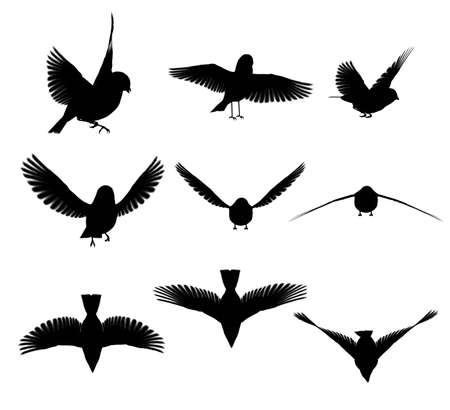 Silhouette bird の写真素材