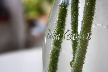Bowl whit water and plant