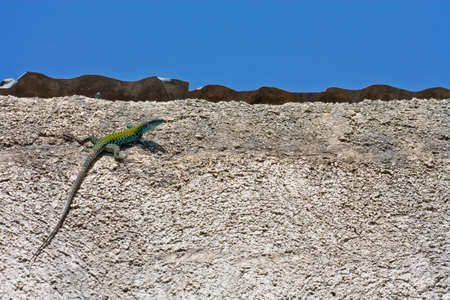 Lizard on the wallの写真素材