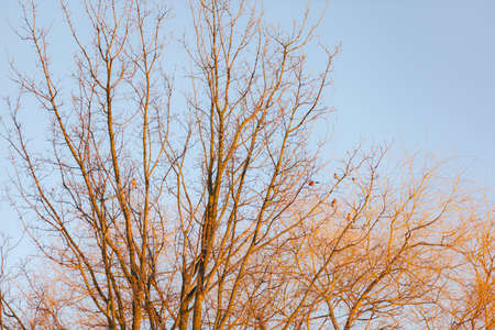 Tree full of birds at sunset with blue sky in the background