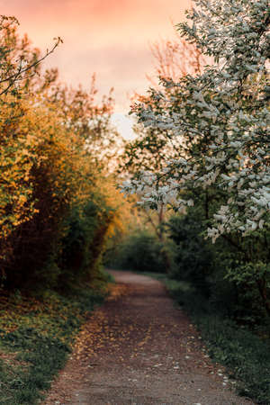 Path in the middle of the park with flowering shrubs during sunset