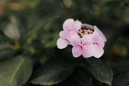 Beautiful pink hydrangea flower in the garden. Selective focus.