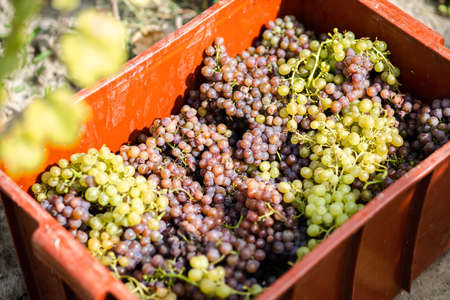 Plastic crate full of white and red grape wine from South Moraviaの写真素材