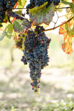 Big bunch of grapes with small berries on the vineyardの写真素材