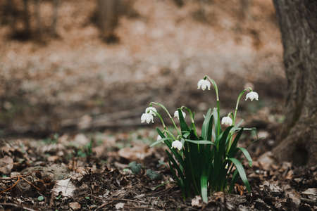 Beautiful blooming snowdrops in spring forest. Nature background.の写真素材