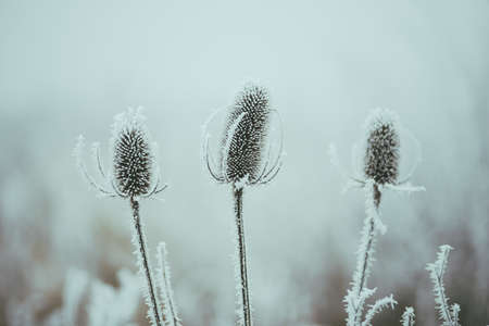 Winter background with frozen plants in hoarfrost. Selective focus.の写真素材