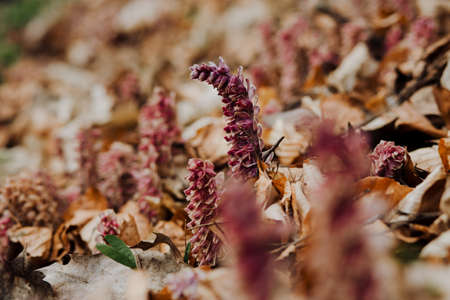 A selective focus shot of a pink corydalis flower surrounded by dry leavesの写真素材